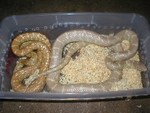 snow&albino fla.kings