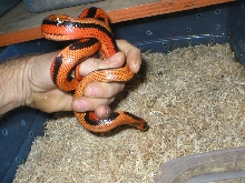 stripehondo2