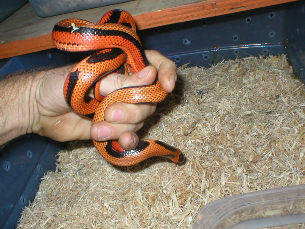 stripehondo2