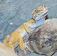 basking on log