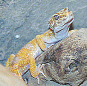 basking on log