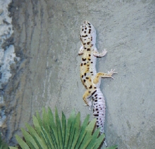 my rock climber