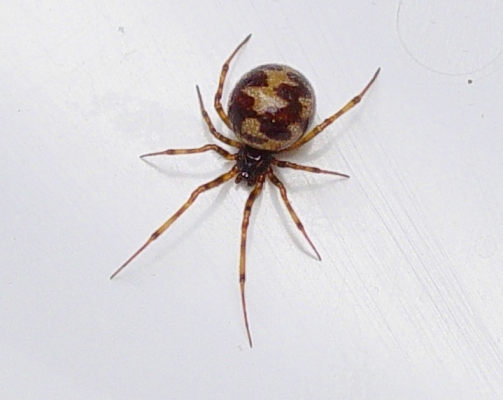 S. triangulosa spider.