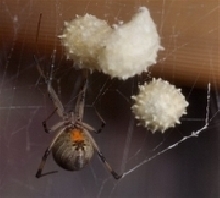 Brown widow.