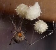 Brown widow.
