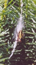 Black-and-yellow argiope.