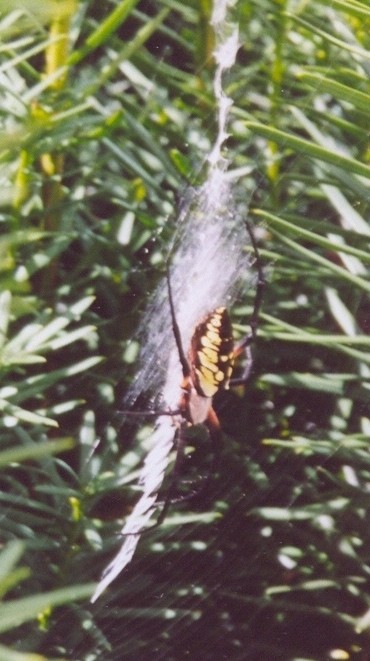 Black-and-yellow argiope.