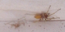 yellow sac spider.