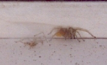 Yellow sac spider #2.