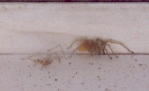 Yellow sac spider #2.