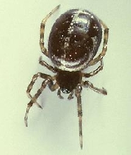 S. hesperus (Western bud) spider.