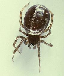 S. hesperus (Western bud) spider.