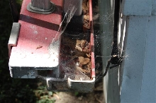 Agelenidae sp. funnel weaver web.