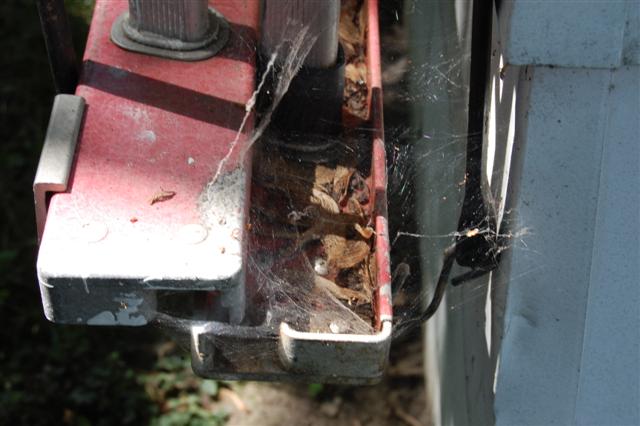 Agelenidae sp. funnel weaver web.
