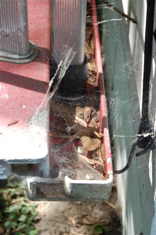 Grass spider funnel web.