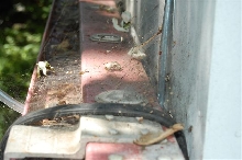 Grass spider web.