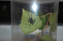 Unknown species.