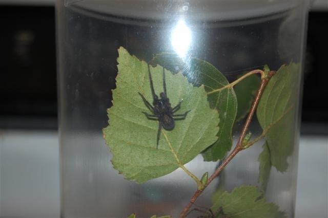 Unknown species.