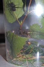 Grass spider and unknown species.