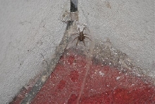 Tegeneria spider.