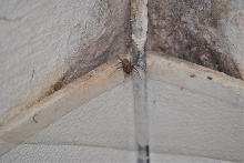 Domestic house spider.