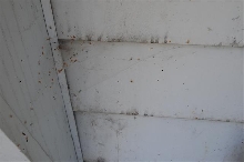 Tegeneria spider species web.