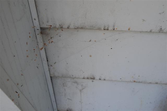 Tegeneria spider species web.