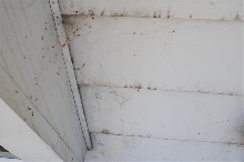Tegeneria web