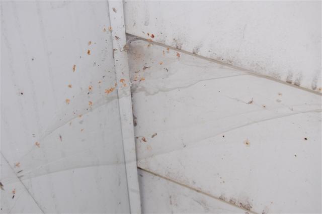 Tegeneria web.