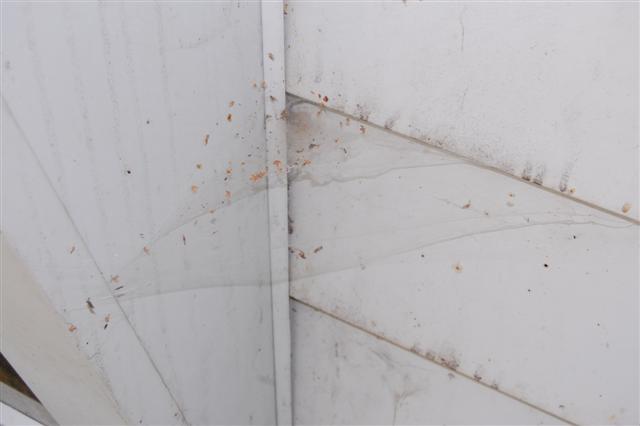 Tegeneria web