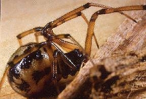 S. triangulosa spider.