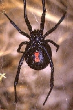 Western black widow.