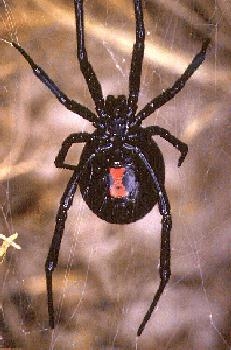 Western black widow.