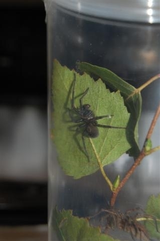 Unknown species.