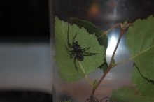 Unknown species.