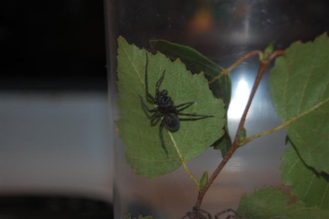 Unknown species.