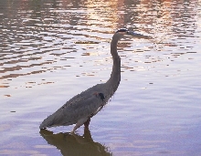 Crane