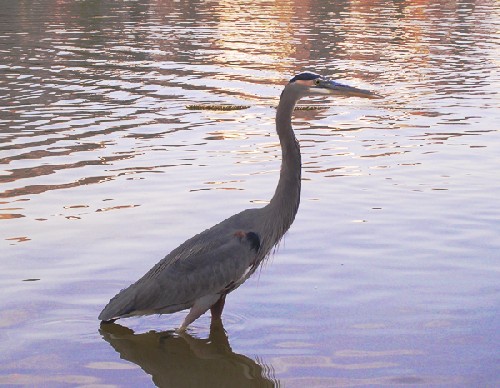 Crane