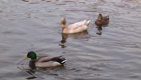 Just Duckie!
