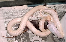 BLACK RATSNAKE ALBINA