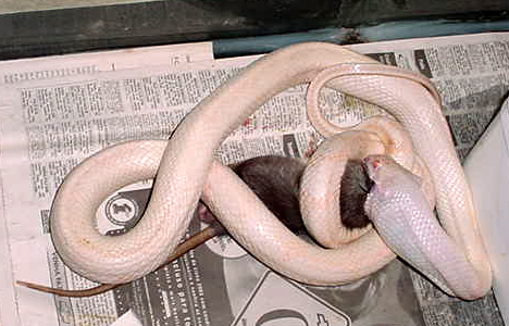 BLACK RATSNAKE ALBINA