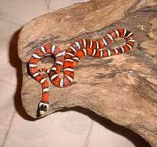 PYROMELANA