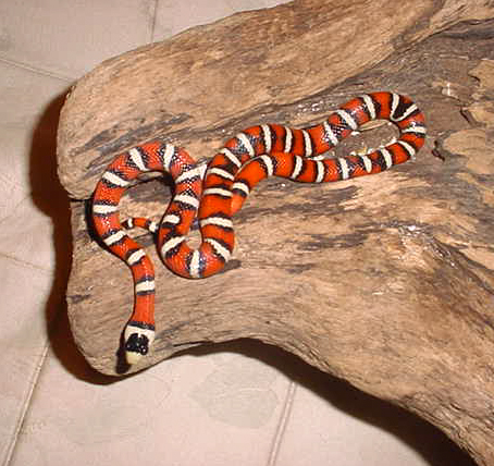 PYROMELANA