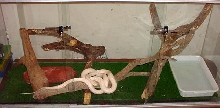 BLACK RATSNAKE ALBINA