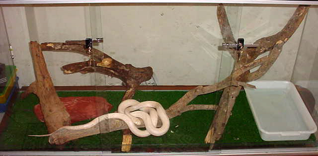 BLACK RATSNAKE ALBINA
