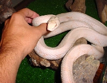 BLACK RATSNAKE ALBINA