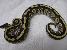 mojave1
