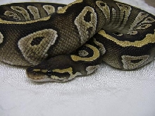 mojave2