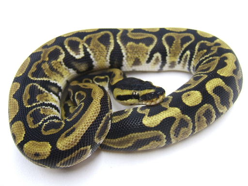 Jaguar ball