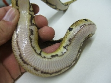 Brazos Ball (belly shot)
